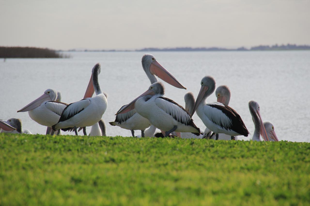 Lake Albert Motel Meningie Zewnętrze zdjęcie